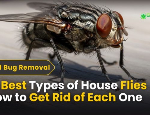 15 Best Types of House Flies How to Get Rid of Each One