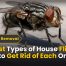 15 Best Types of House Flies How to Get Rid of Each One 20 15 Best Types of House Flies How to Get Rid of Each One