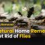 15 Natural Home Remedies to Get Rid of Flies