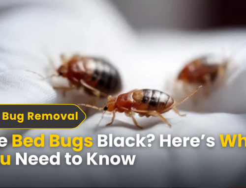 Are Bed Bugs Black? Here’s What You Need to Know