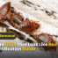 Are There Bugs That Look Like Bed Bugs