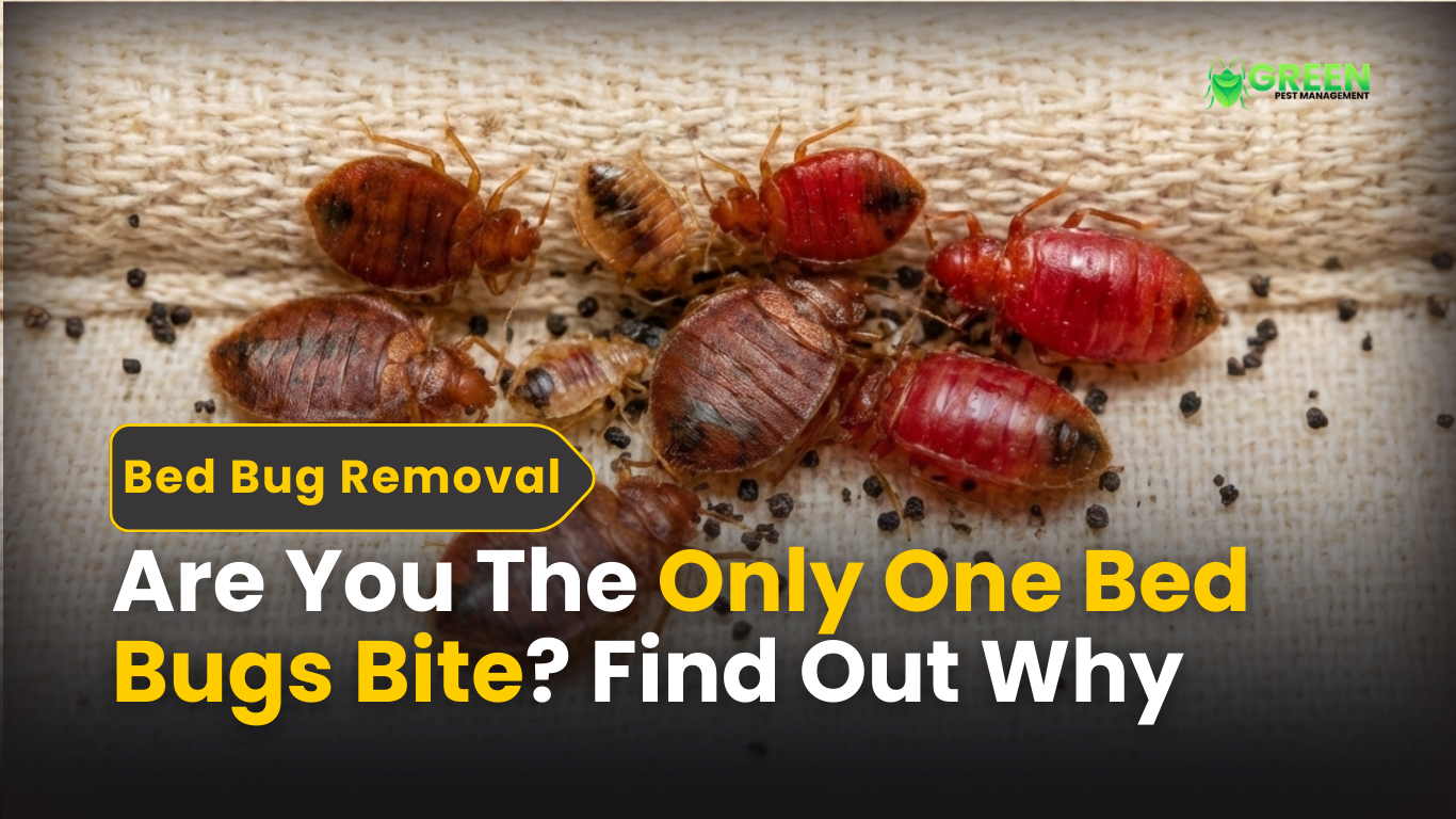 Are You The Only One Bed Bugs Bite? Find Out Why