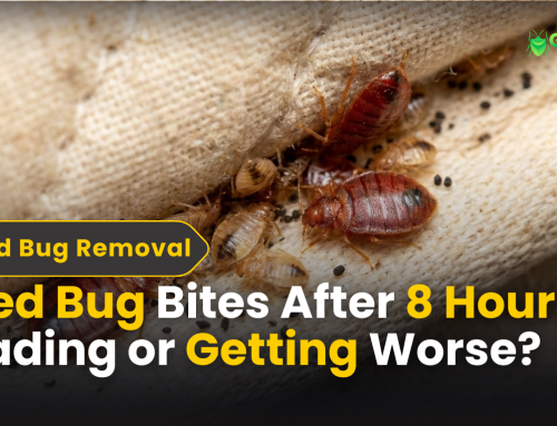 Bed Bug Bites After 8 Hours: Fading or Getting Worse?