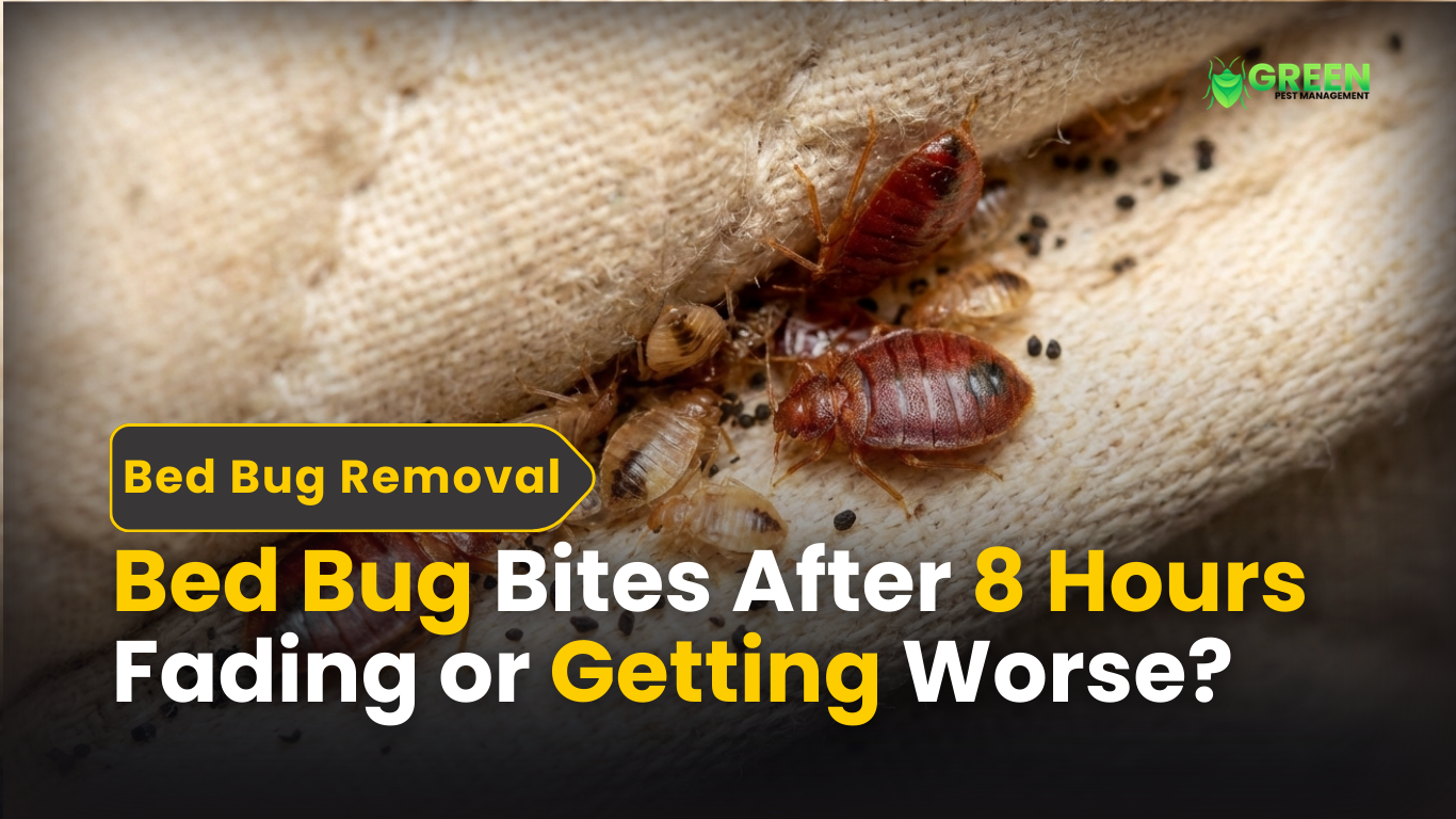 Bed Bug Bites After 8 Hours Fading or Getting Worse?