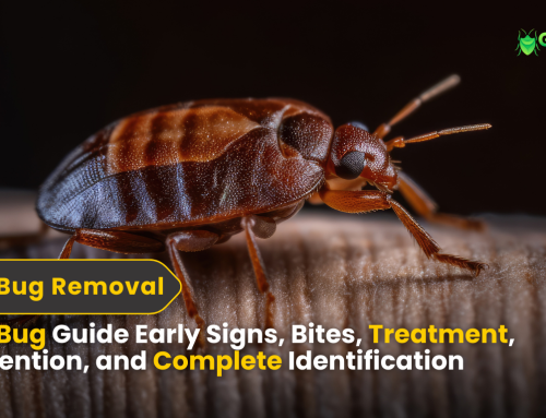 Bed Bug Early Signs | Bites, Treatment, Prevention, and Complete Identification 2025