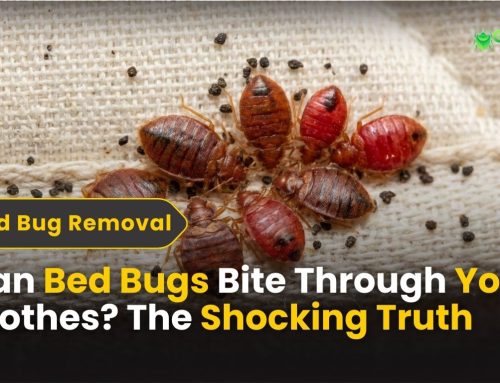 Can Bed Bugs Bite Through Your Clothes? The Shocking Truth 2026