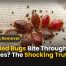 Can Bed Bugs Bite Through Your Clothes (1)