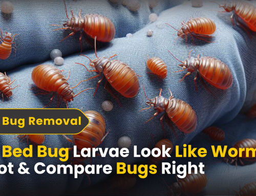 Do Bed Bug Larvae Look Like Worms? Spot & Compare Bugs Right