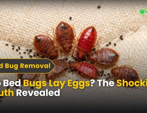 Do Bed Bugs Lay Eggs? The Shocking Truth Revealed