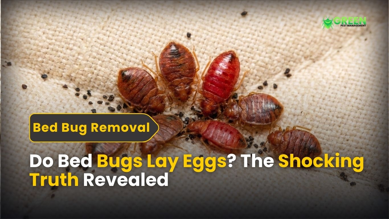 Do Bed Bugs Lay Eggs? The Shocking Truth Revealed