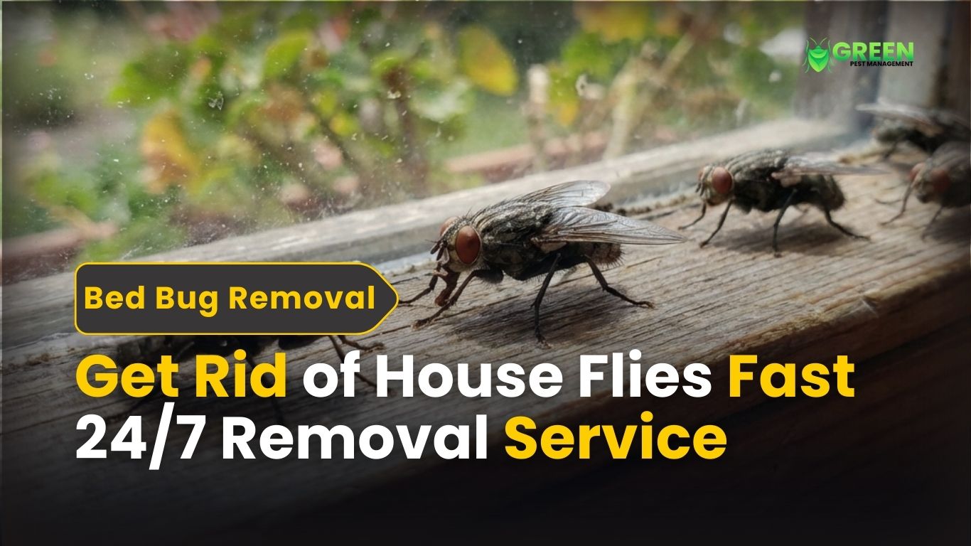 Get Rid of House Flies Fast 247 Removal Service
