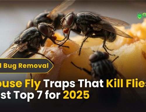 House Fly Traps That Kill Flies Fast (Top 7 for 2026)