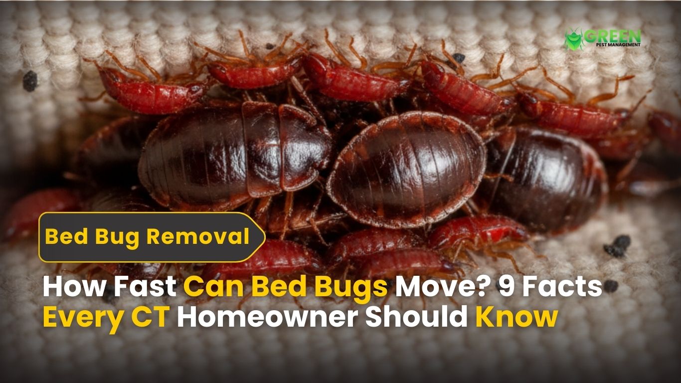 How Fast Can Bed Bugs Move