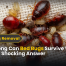 How Long Can Bed Bugs Survive Without Blood? Shocking Answer 9 How Long Can Bed Bugs Survive Without Blood? Shocking Answer