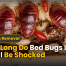 How Long Can Bed Bugs Live? Survival Facts 9 How Long Do Bed Bugs Live