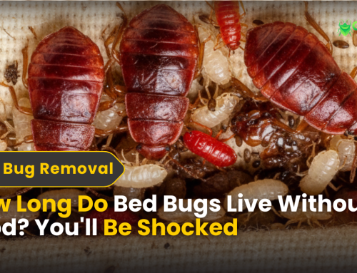 How Long Do Bed Bugs Live Without Food? You’ll Be Shocked
