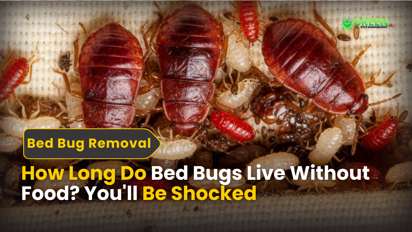 How Long Do Bed Bugs Live Without Food