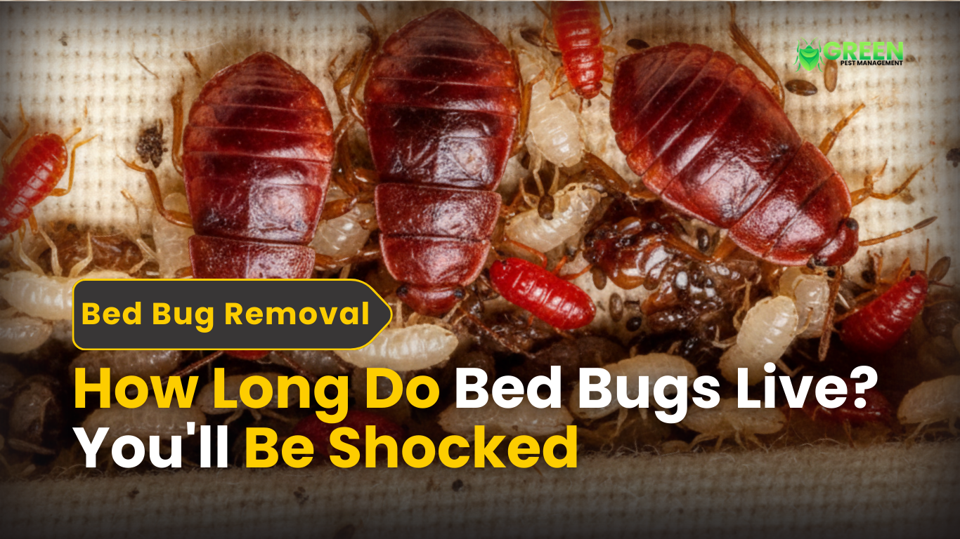 How Long Do Bed Bugs Live