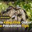 How to Keep Flies Out of Your House Prevention Tips