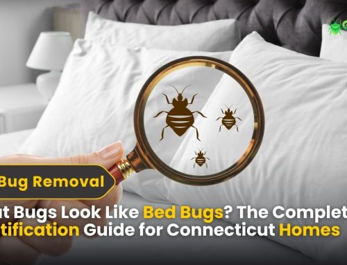 What Bugs Look Like Bed Bugs? The Complete Identification Guide for Connecticut Homes