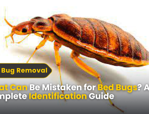 What Can Be Mistaken for Bed Bugs? A Complete Identification Guide for Connecticut Homes