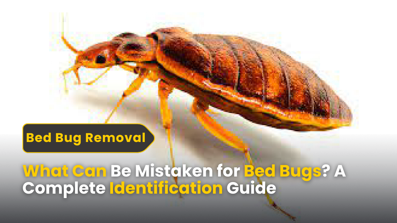 What Can Be Mistaken for Bed Bugs? A Complete Identification Guide for Connecticut Homes