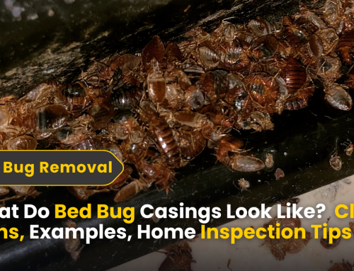 What Do Bed Bug Casings Look Like? A Complete Guide With Clear Signs, Examples, and Home Inspection Tips