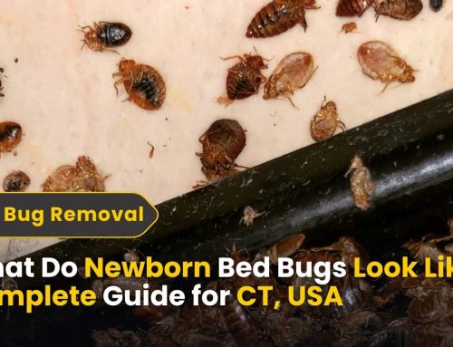 What Do Newborn Bed Bugs Look Like? Complete Guide for CT, USA