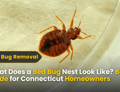 Do Bed Bug Larvae Look Like Worms? Spot & Compare Bugs Right