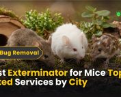 INTRODUCTION TO ANTS (The Ant Colony) 5 Best Exterminator for Mice Top-Rated Services by City