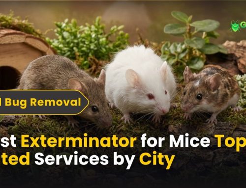 Best Exterminator for Mice: Top-Rated Services by City