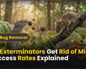 INTRODUCTION TO ANTS (The Ant Colony) 4 Do Exterminators Get Rid of Mice Success Rates Explained