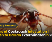 INTRODUCTION TO ANTS (The Ant Colony) 2 Signs of Cockroach Infestation | When to Call an Exterminator in 2025