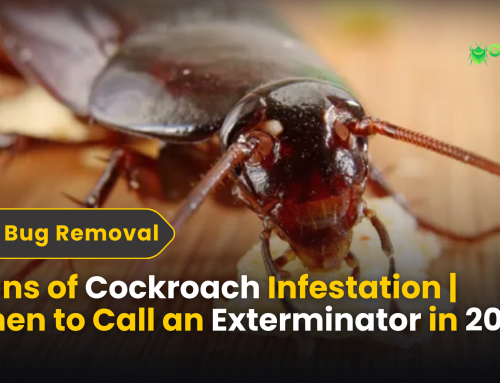 Signs of Cockroach Infestation | When to Call an Exterminator in 2025