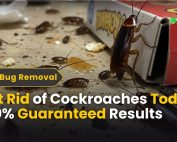 INTRODUCTION TO ANTS (The Ant Colony) 3 Get Rid of Cockroaches Today 100% Guaranteed Results