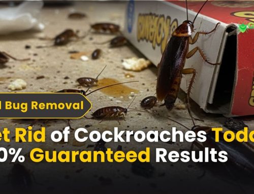 Get Rid of Cockroaches Today | 100% Guaranteed Results