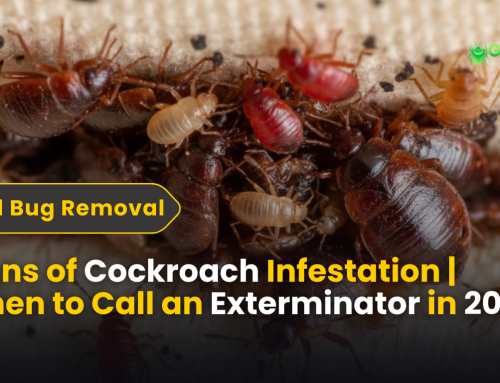Signs of Cockroach Infestation | When to Call an Exterminator in 2025