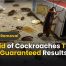 Get Rid of Cockroaches Today 100% Guaranteed Results