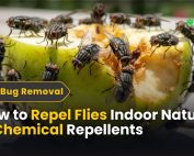 How do IPM programs work? 2 How to Repel Flies Indoor Natural & Chemical Repellents