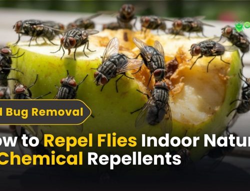 How to Repel Flies Indoors: Natural & Chemical Repellents