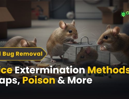 Mice Extermination Methods: Traps, Poison & More
