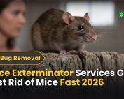 Tips to Keep Bugs and Pests Out of Your Home 2 Mice Exterminator Services Get Best Rid of Mice Fast 2026