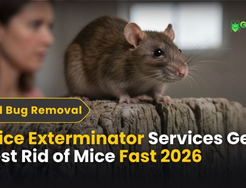 Mice Exterminator Services: Get Rid of Mice Fast With Licensed Exterminators Near You