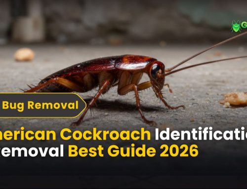 American Cockroach: How to Identify & Get Rid Fast