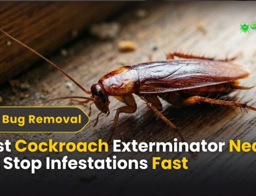 Best Cockroach Exterminator Near Me | Stop Infestations Fast