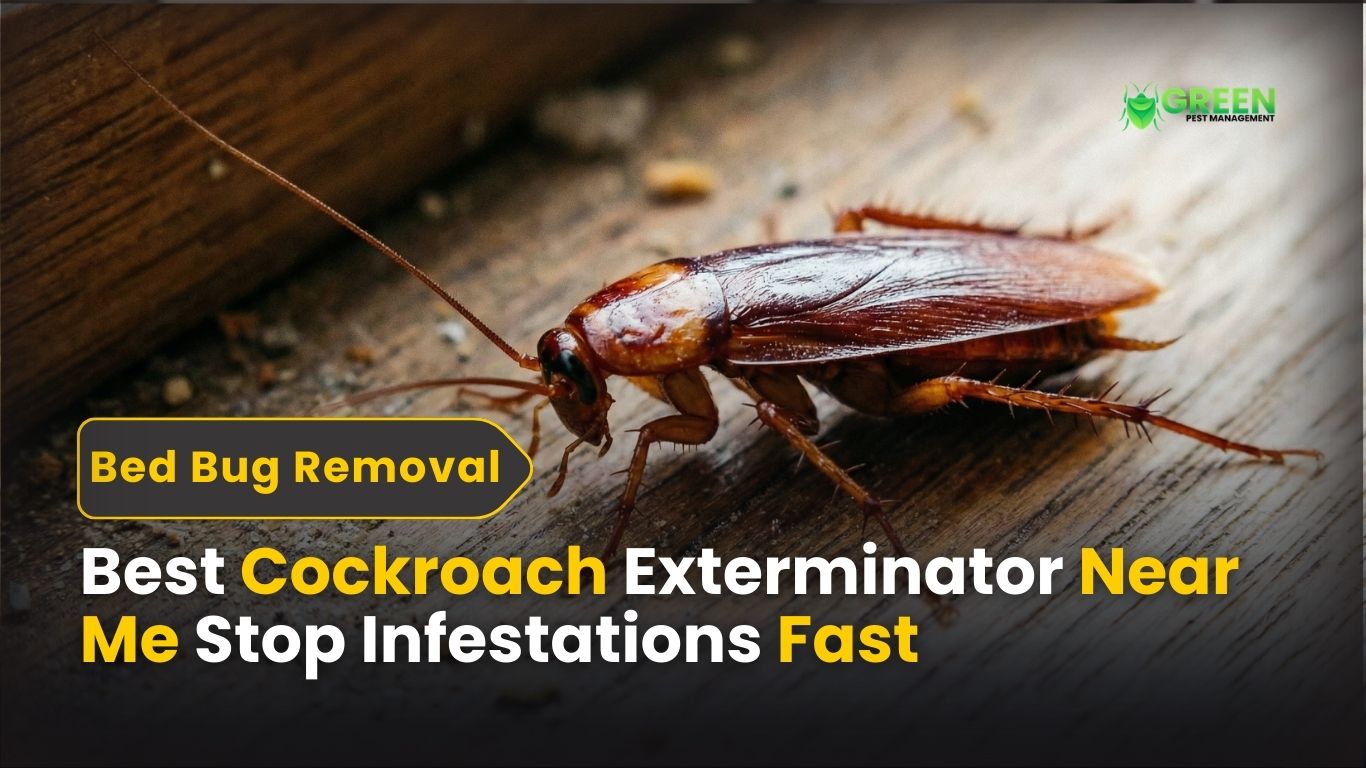 Best Cockroach Exterminator Near Me Stop Infestations Fast