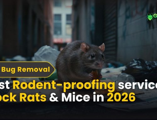 Rodent Proofing Services | Block Rats & Mice for Good