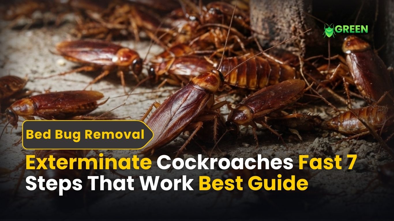 Exterminate Cockroaches Fast 7 Steps That Work Best Guide