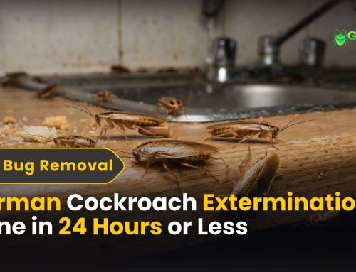 German Cockroach Extermination: Gone in 24 Hours or Less
