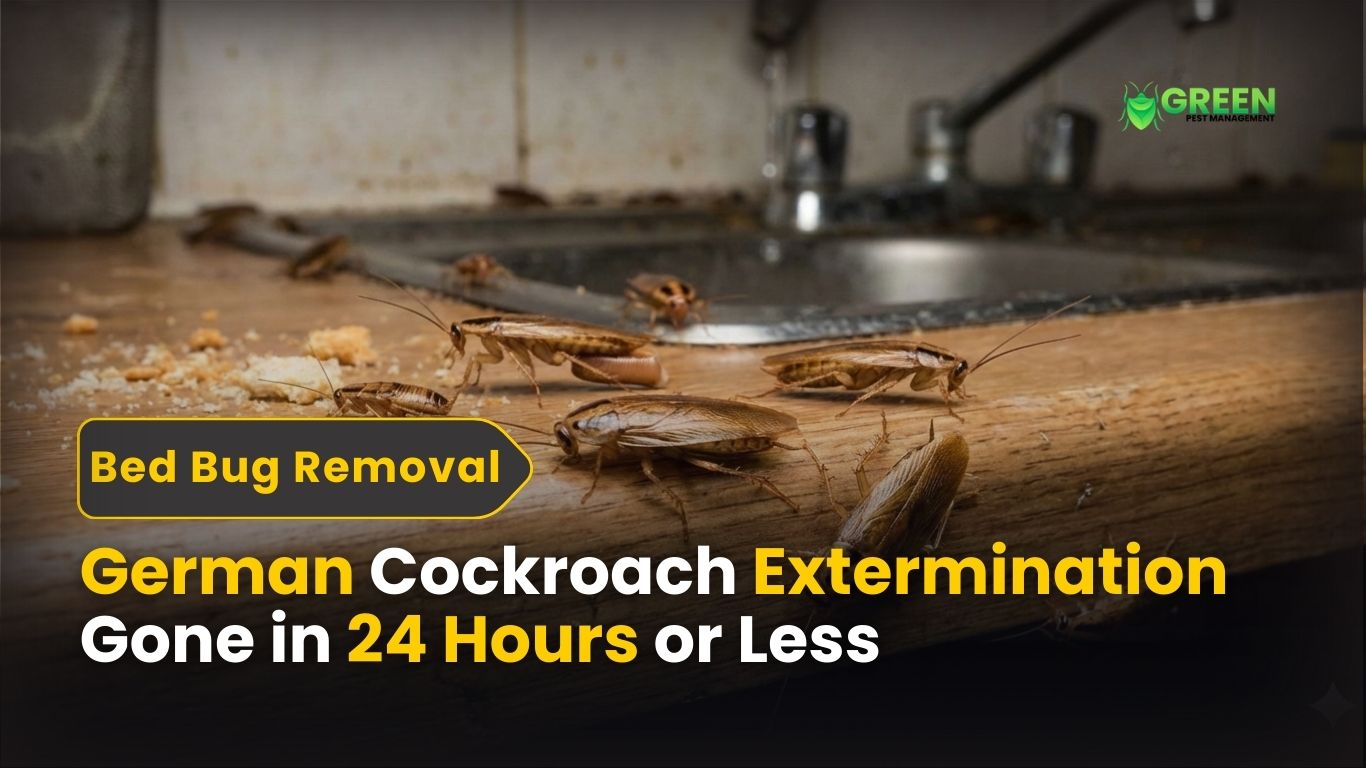 German Cockroach Extermination Gone in 24 Hours or Less